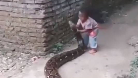 Video: el nene que juega con una serpiente de 3 metros como si fuera su perro