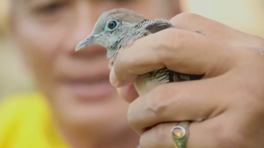 El pájaro canta hasta ganar