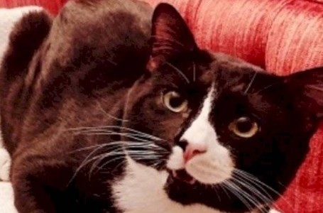 El gato que sobrevivió a un lavado completo en el lavarropas de su dueña