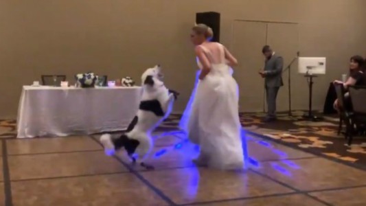 Video viral: la novia que baila con su perro en la fiesta de casamiento