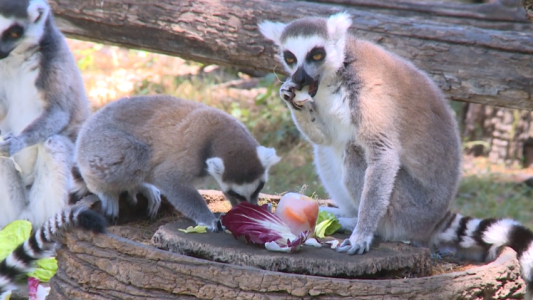 Los animales padecen la ola de calor en Europa