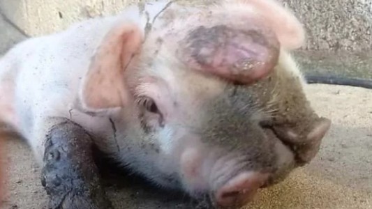 El caso del cerdo con dos cabezas que nació en México