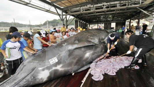 Japón retoma la caza comercial de ballenas tras 30 años: "Son recursos marinos como los peces"