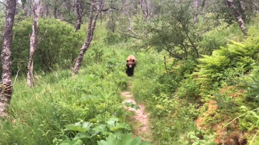 Caminaban por el bosque y apareció un oso pardo