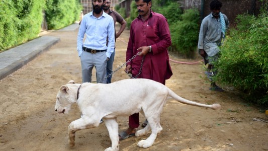Mascotas: consigue leones blancos en 48 horas y los vende a 8800 dólares