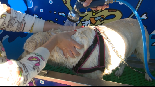 En una estación de servicio, podés lavar el auto y bañar a tu mascota