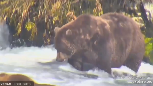 Se acabó la larga siesta para los osos