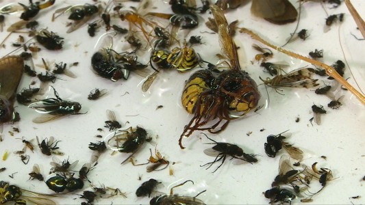 Científicos registran el "Apocalipsis de los insectos"