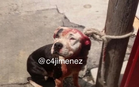 Un pitbull mató a un nene de 2 años en la terraza de una casa