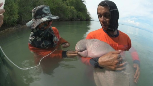 Abrazos y mimos para cría huérfana de dugongo en Tailandia