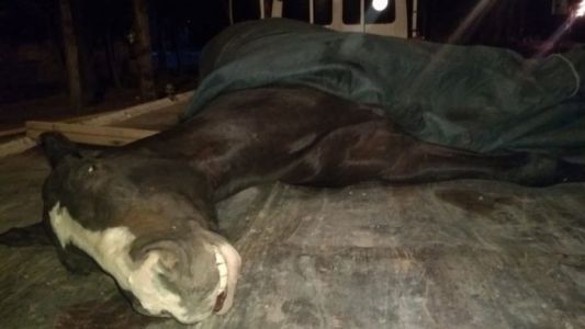 Una yegua murió en plena carrera por la gran cantidad de drogas que le habían dado