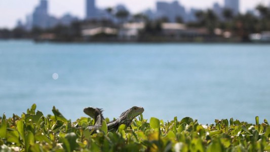 Pena de muerte a la iguana verde: autoridades piden a ciudadanos que las maten