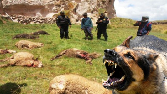 Se estrena documental que muestra el drama de los perros salvajes de Tierra del Fuego