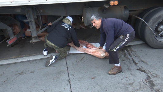 Volcó un camión con carne de cerdo y los vecinos saquearon la carga