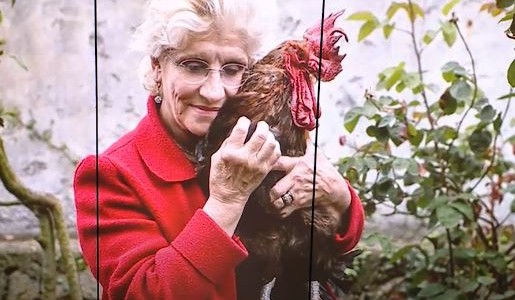 Maurice, el gallo demandado por cantar demasiado temprano