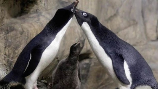 "Río y Eduardo", la pareja de pingüinos gays que se convirtieron en "padres ejemplares"