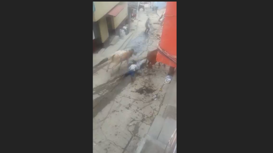 Vaca suelta atropella y arrastra a una niña