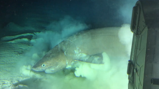 Graban por primera vez a un tiburón ‘prehistórico’ en su hábitat natural