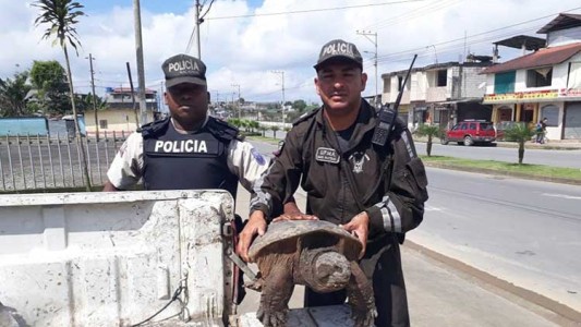 Rescataron a miles de animales y detuvieron a 582 personas por tráfico