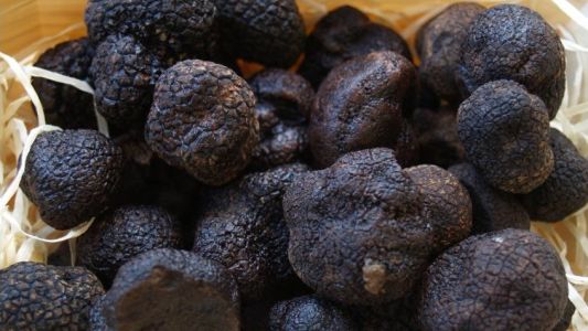 Un productor logró hacer historia al despachar el primer envío de trufas argentinas a Italia