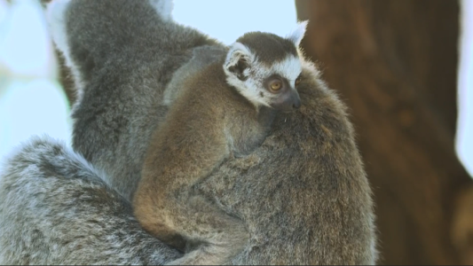 Un bebé lemur es la nueva atracción del zoo en Austria