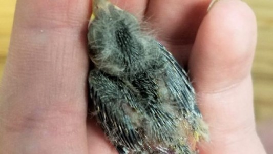 Estaba borracho, encontró un pajarito herido y lo mandó al veterinario en un Uber