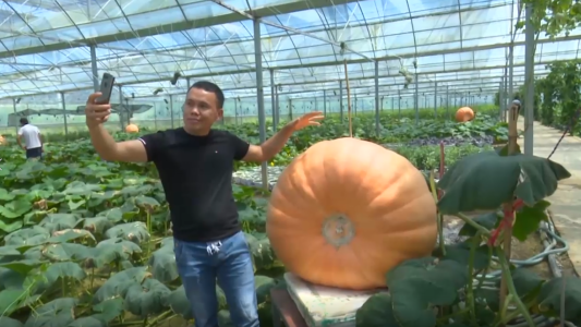 Calabaza gigante apta para selfies