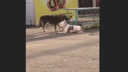 Perro callejero libera a otro que estaba atado y huyen juntos