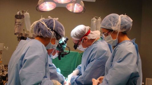 Investigadores del Conicet buscan obtener órganos de cerdos aptos para trasplantes humanos