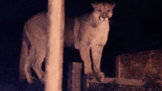Video: atraparon a un puma suelto en Bahía Blanca