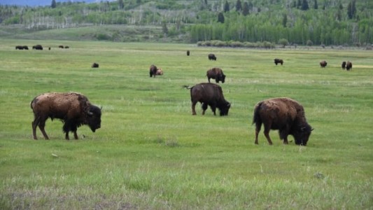 Mataron a balazos a una manada de bisontes por el "riesgo" de que llegaran a la ciudad