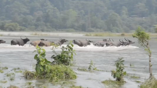 Insólita huida de manadas salvajes por inundaciones en India