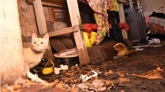Un nene de 4 años intentó prenderle fuego al gato y provocó un desastre