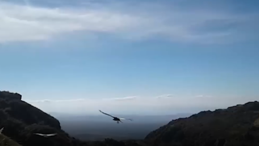 La bienvenida de los cóndores a los turistas en las Altas Cumbres