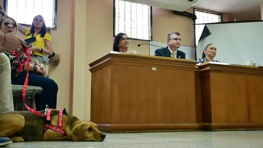 Campeón, el perro que asiste a juicio como víctima de maltrato