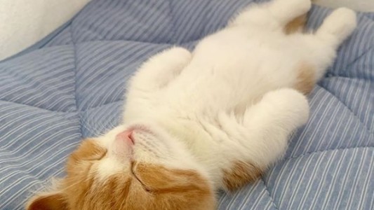 El gatito que se hizo viral por dormir como un ser humano