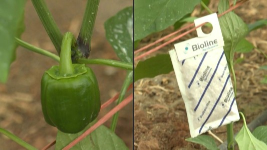 Los insectos reemplazan a los insecticidas en España