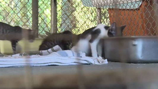 Masacre: dos pitbulls se escaparon de un refugio animal y mataron a 29 gatos