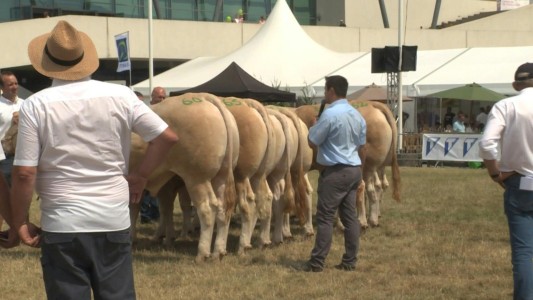 Acuerdo Mercosur - UE: preocupación de ganaderos en Bélgica