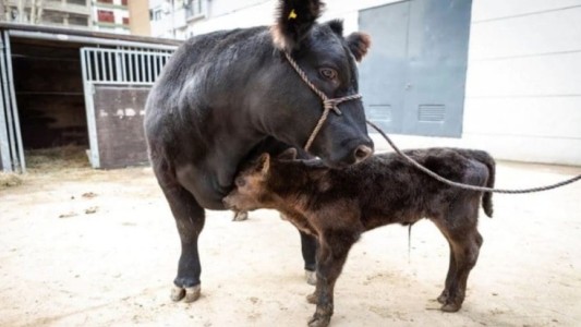 Bienvenido "De Rossi" el primer ternero nacido en la Rural