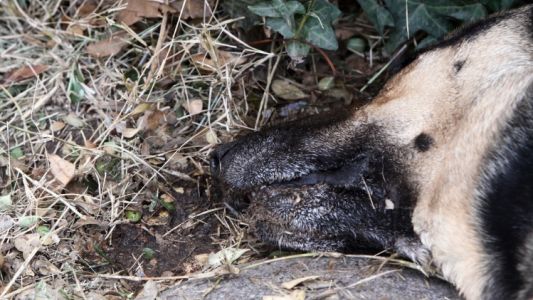Dolor y preocupación por la muerte de 20 perros de dos barrios mendocinos