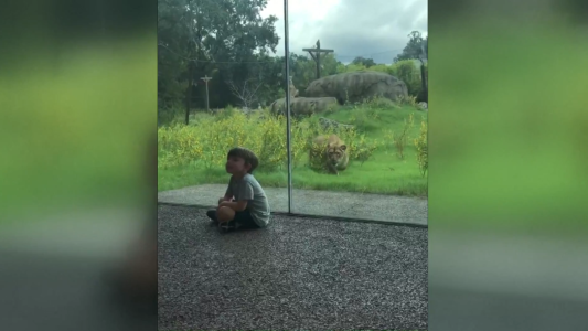 Video impactante: un león se quiso comer a un nene en un zoológico