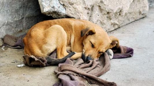 Revisarán las cámaras de calle para encontrar al "psicópata" que mató a 20 perros