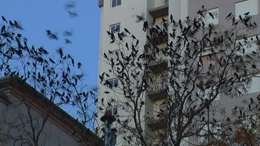 Cerraron una calle de Bahía Blanca para limpiar el guano de los pájaros