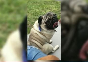 Desvalijaron una casa de Ituzaingó: robaron el perro de una nena en tratamiento