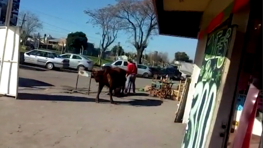 El momento en que un toro descontrolado embiste a una mujer