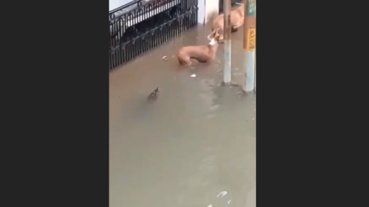 El momento en que cocodrilo ataca a un perro en la calle inundada