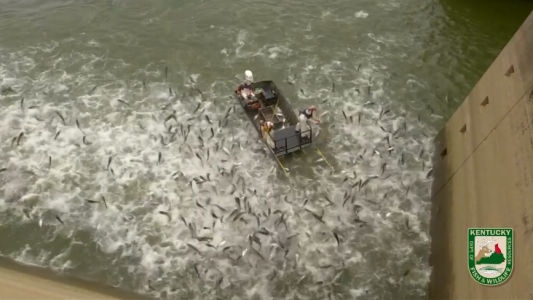 Así es la técnica de pesca que utiliza electricidad