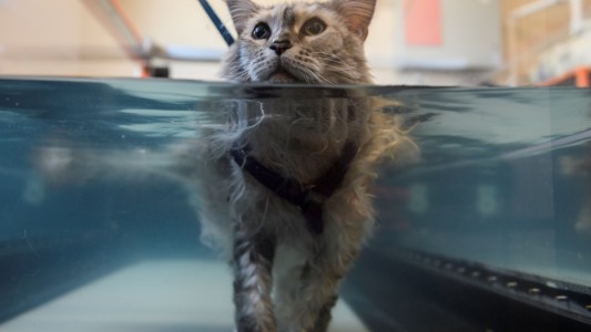 En Estados Unidos, crece el fenómeno de las mascotas que son tratadas como humanos