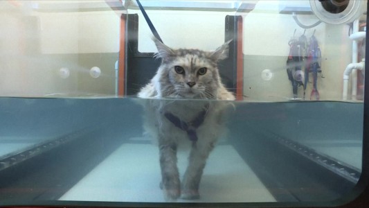 Hidroterapia, láser y acupuntura para mascotas